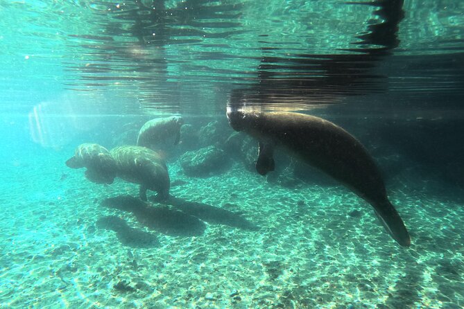 Semi Private Manatee Swim Tour - Booking Smart: Timing, Weather, and What to Bring