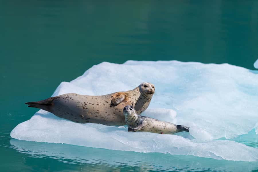 Seward: Kenai Fjords National Park Catamaran Cruise w/Lunch - Resurrection Bay Wildlife Search, from Puffins to Orcas