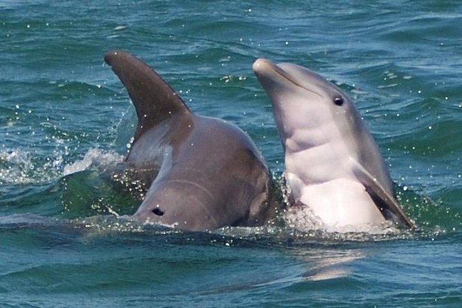 Shark and Wildlife Viewing Adventure in Key West - Key Points You’ll Care About