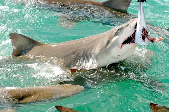 Shark and Wildlife Viewing Adventure in Key West - Entering the Tiger Cat Experience: What Makes It Different