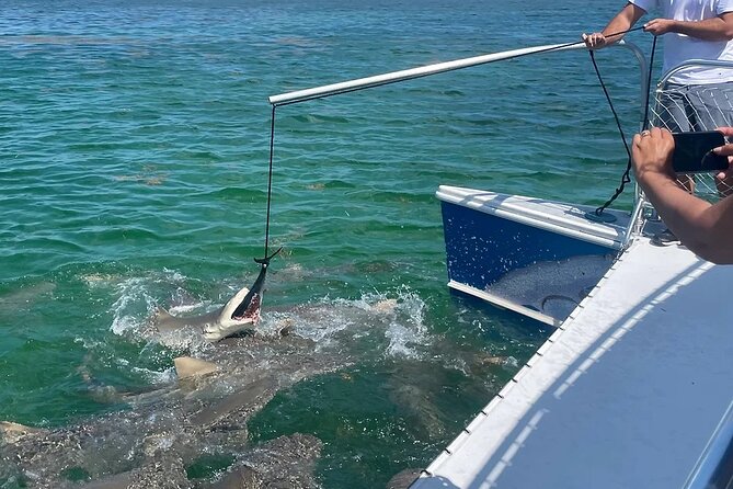 Shark and Wildlife Viewing Adventure in Key West - The Shallow-Water Leg: Mangroves, Birds, and the Big Picture