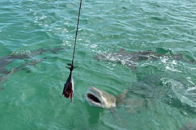 Shark and Wildlife Viewing Adventure in Key West - Shark Viewing Zone: How Bait Brings Lemon and Nurse Sharks Right to You