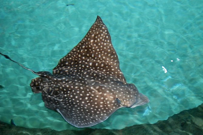 Shark and Wildlife Viewing Adventure in Key West - Guides and Safety: Local Experts, Humor, and Fair Viewing