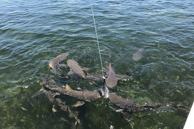 Shark and Wildlife Viewing Adventure in Key West - Meet the Boat: Tiger Cat, Power-Pole Holding, and Shade