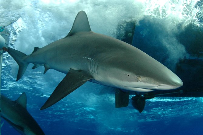 Shark Cage Diving on Oahu’s North Shore - Key highlights you should know