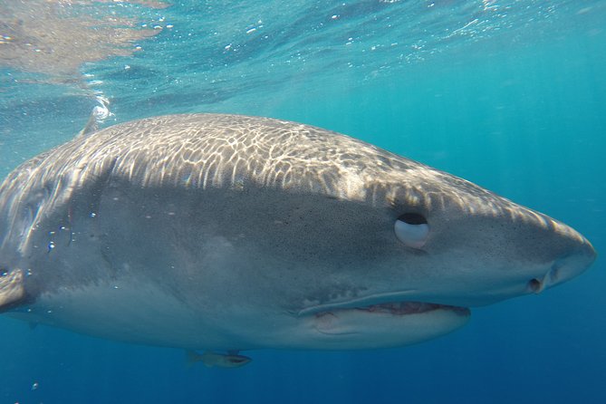 Shark Cage Diving on Oahu’s North Shore - Why Oahu’s North Shore feels different in a shark cage