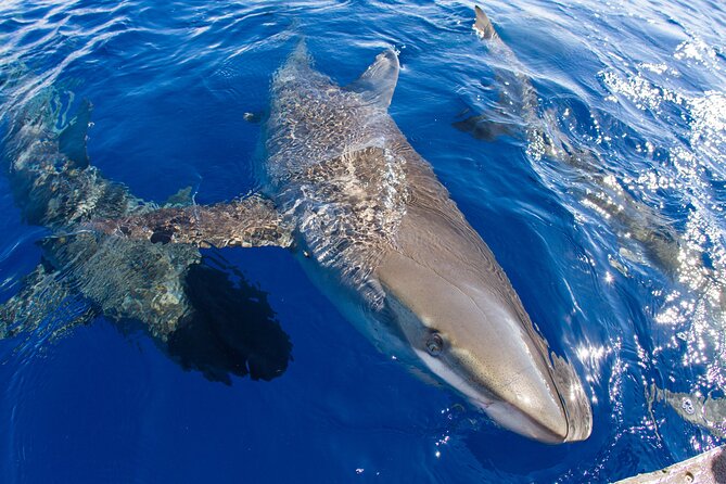 Shark Cage Diving on Oahu’s North Shore - Value check on a $100 per person experience