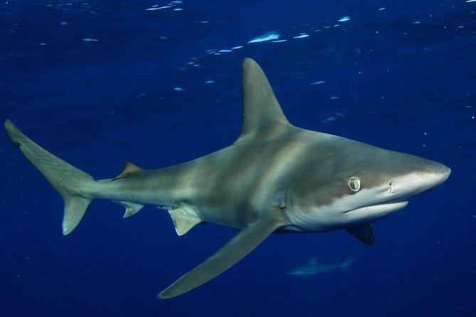 Shark Cage Diving on Oahu’s North Shore - Best time to go, based on what actually helps
