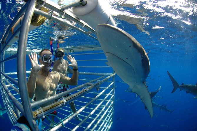 Shark Cage Diving on Oahu’s North Shore - Haleiwa Boat Harbor to the shark site in about 2 hours