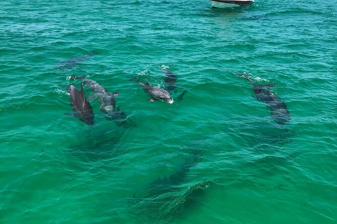 Shell Island Snorkel and Dolphin Catamaran Cruise with Island Time - St. Andrews Bay snorkeling: what you might see and how to make it easy