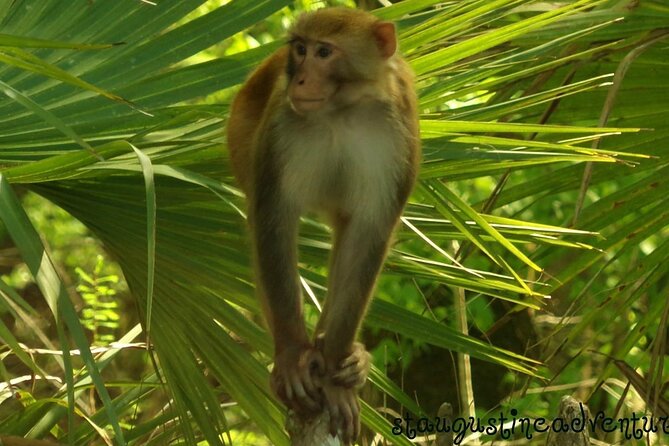 Silver Springs Clear Kayak Manatee, Monkey & Wildlife Adventures - Key points before you go