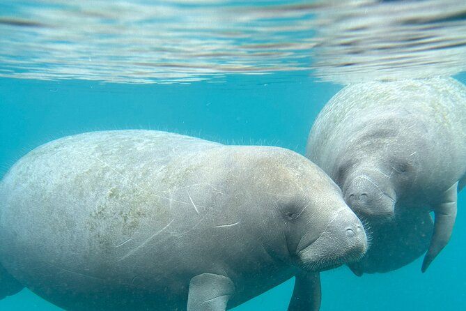 Silver Springs Clear Kayak Manatee, Monkey & Wildlife Adventures - Getting close without getting lost: why the guide matters