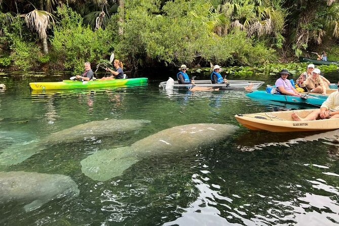 Silver Springs Clear Kayak Manatee, Monkey & Wildlife Adventures - Boat choices and weight limits: pick the right fit