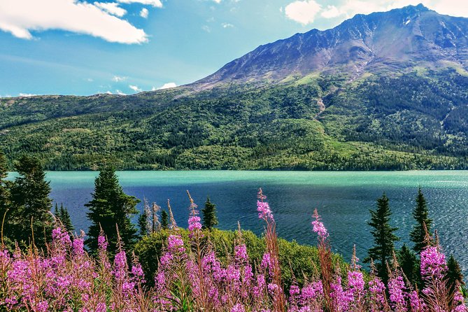Skagway Shore Excursion: Full-Day Tour of the Yukon - Price and value: what $173.39 buys you in a 6.5-hour cruise day