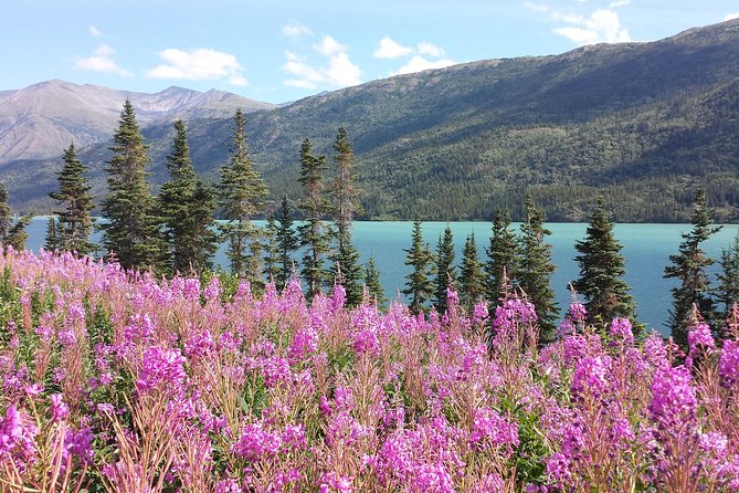 Skagway Shore Excursion: Half-Day Tour to the Yukon Border and Suspension Bridge - Key things that make this Skagway shore excursion work