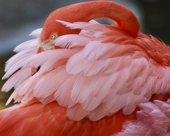Skip the Line: Flamingo Gardens Admission Ticket in Fort Lauderdale - Where Flamingo Gardens Is, and What Your Mobile Ticket Actually Does