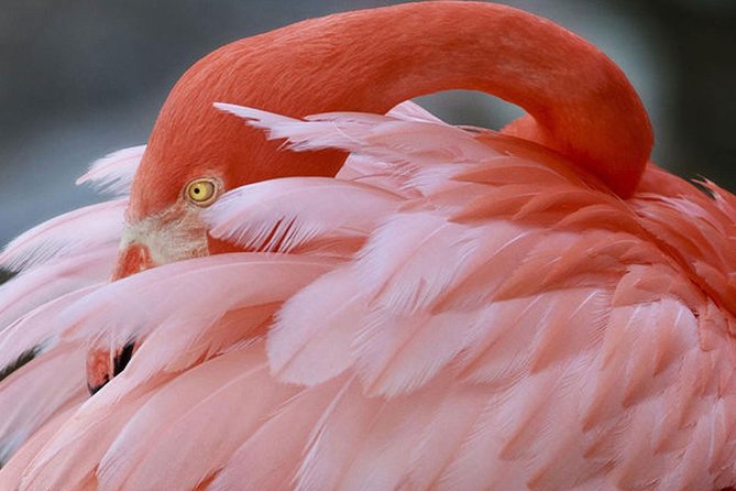 Skip the Line: Flamingo Gardens Admission Ticket in Fort Lauderdale - The Tram Tour That Saves Your Legs (and Gets You to the Back)