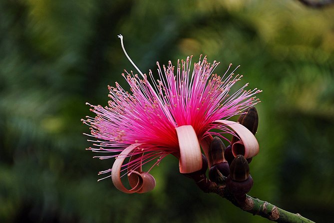 Skip the Line: Flamingo Gardens Admission Ticket in Fort Lauderdale - The Botanical Side: Eight Gardens and the Wray Collection of 3,000 Plants