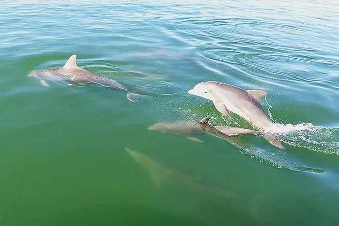 Small Group 2 Hour Dolphin Cruise with Snorkeling to Shell Key - Shell Key Island Wildlife Preserve: Shelling That Actually Feels Like Florida