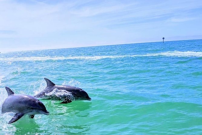 Small Group 2 Hour Dolphin Cruise with Snorkeling to Shell Key - Snorkeling from the Beach: What You Should Expect