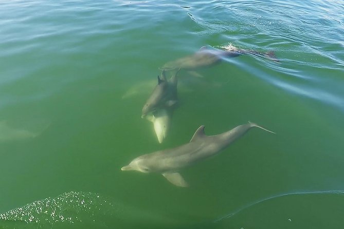 Small Group 2 Hour Dolphin Cruise with Snorkeling to Shell Key - Price and Value: Why This Works for Short Attention Spans