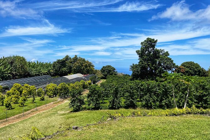 Small-Group Big Island Tour: Hawaii Volcanoes National Park and Kona Coffee Farm - Meals That Keep the Day Enjoyable: Picnic Lunch, Warm Soup, and Small Perks