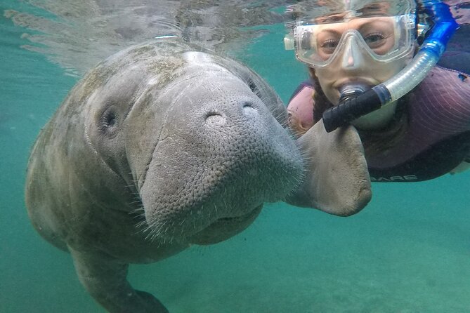Small Group Manatee Snorkel Tour with In-Water Guide and Photographer - Key things to know before you go