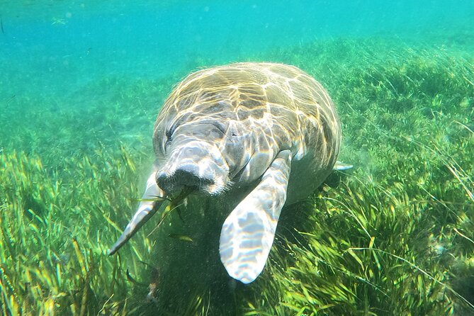 Small Group Manatee Snorkel Tour with In-Water Guide and Photographer - In-water guide and photographer: how you get great manatee time and photos
