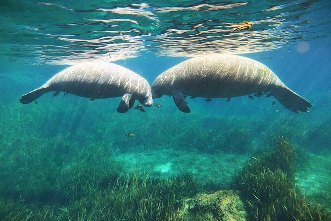 Small Group Manatee Snorkel Tour with In-Water Guide and Photographer - Water clarity and distance: what can change on a given day