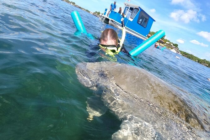 Small Group Manatee Snorkel Tour with In-Water Guide and Photographer - What you might see: mom and calf moments, plus spring water time