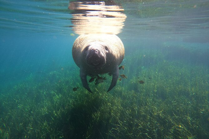 Small Group Manatee Snorkel Tour with In-Water Guide and Photographer - Price and value at $89.99: what you are really paying for