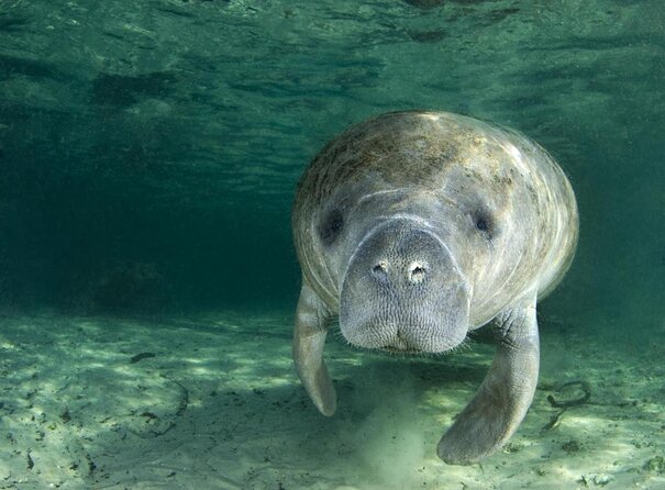 Small group Manatee Tour with In-Water Divemaster/Photographer - Key highlights at a glance