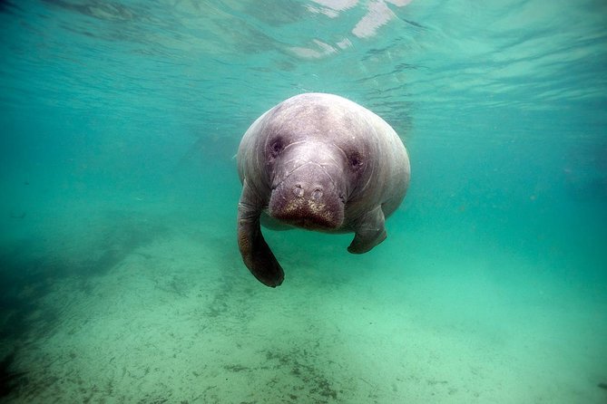 Small group Manatee Tour with In-Water Divemaster/Photographer - What you might see in Kings Bay, winter vs summer expectations