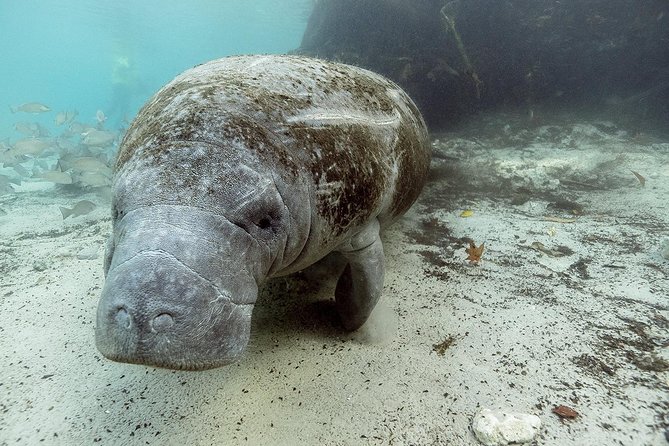 Small group Manatee Tour with In-Water Divemaster/Photographer - Small group setup, meeting point, and the 3-hour rhythm
