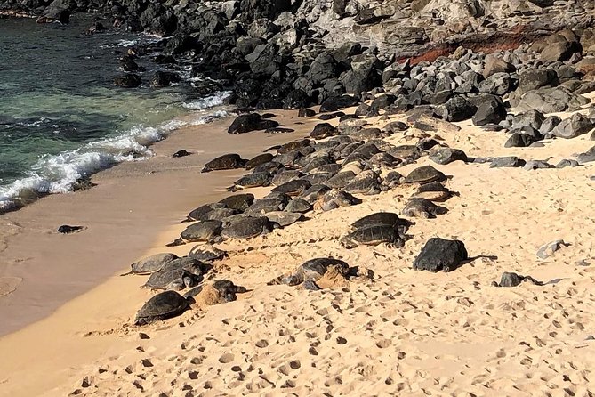 Small-Group Road to Hana Adventure Tour with Pickup & Lunch - Ho’okipa Beach Park for Turtles, Surfers, and Wind Sports