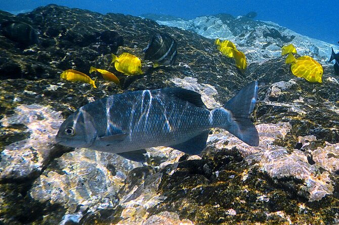Small-Group Snorkel at Kealakekua Bay in Captain Cook, Big Island - Wildlife you can realistically look for (and when it shows up)