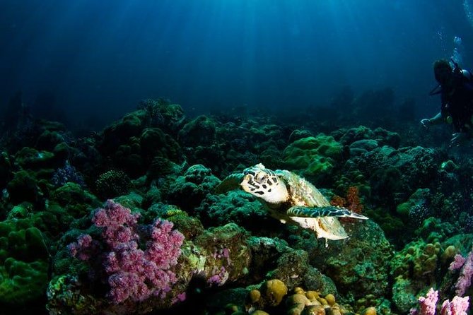 Small Group Snorkeling Expedition South Kona - Price and Value at About $200.27 for 5 Hours
