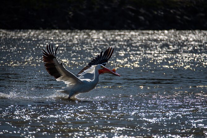 Snake River Scenic Float - Wildlife Spotting: Eagles, Moose, and the Real Odds