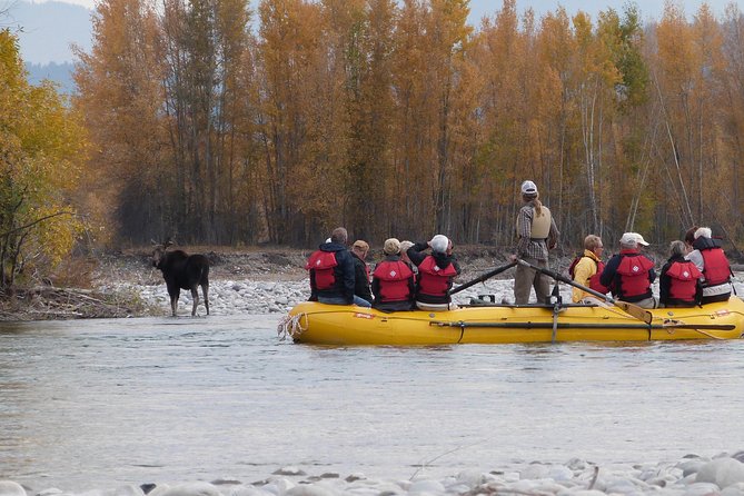 Snake River Scenic Float Trip with Teton Views in Jackson Hole - Stop 1: Jackson Hole launch, safety check, and first wildlife chances