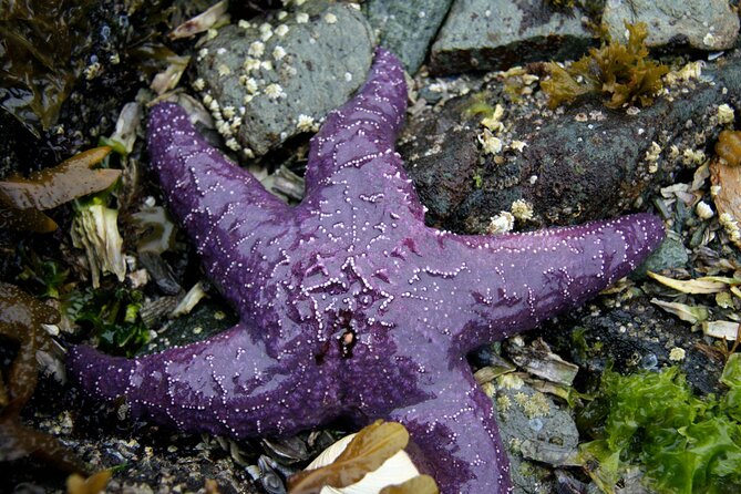 Snorkel Alaska - The rocky beach entry and currents: what to expect