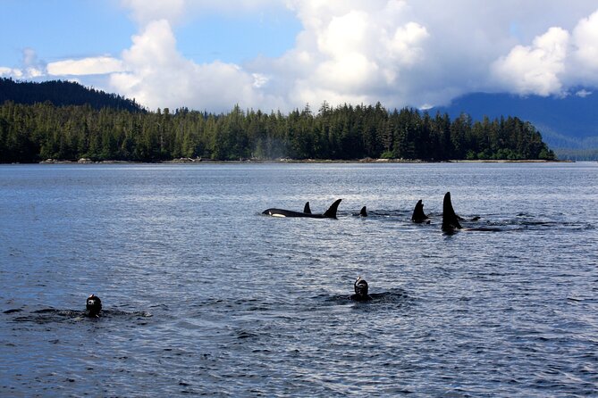 Snorkel Alaska - One hour of guided marine life snorkeling