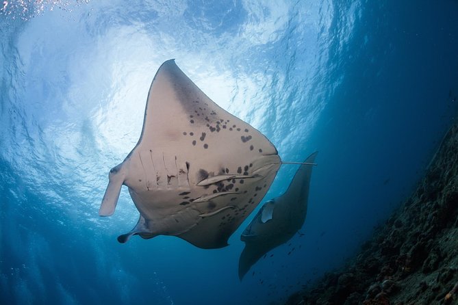 Snorkel with Manta Rays Guaranteed - Why Manta Ray Village is different after dark