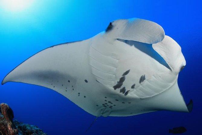 Snorkel with Manta Rays Guaranteed - Entering the water: the manta floatation setup