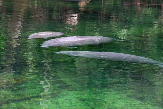 St. Johns River Cruise - Blue Spring State Park - Stop inside the park: your short Blue Spring State Park moment