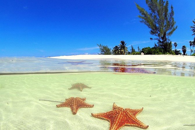 Stingray City and Starfish Experience with Coral Reef Snorkeling - Key highlights worth planning for