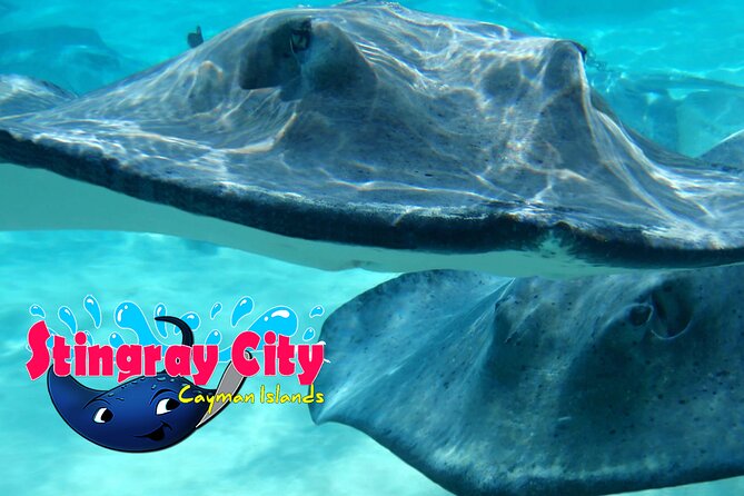 Stingray City and Starfish Experience with Coral Reef Snorkeling - Who this tour fits best (and who might want a different plan)