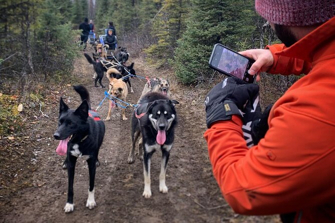 Summer Dog Sledding Adventure in Willow, Alaska - Arrival at the Yard: Excited Dogs, Real Staff, Easy Flow