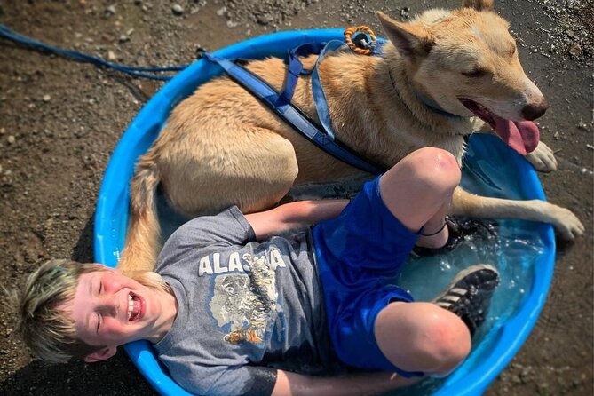 Summer Dog Sledding Adventure in Willow, Alaska - The Private Two-Person Cart Ride on 100 Percent Dog Power