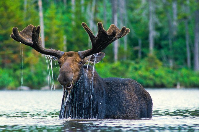 Sunset 4-Hour Grand Teton Wildlife Adventure - Stop One in Grand Teton: Wildlife Hotspots From a Safari-Style Ride