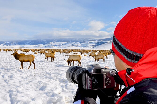 Sunset 4-Hour Grand Teton Wildlife Adventure - Guides With Science Backgrounds, and Why Their Style Changes Everything